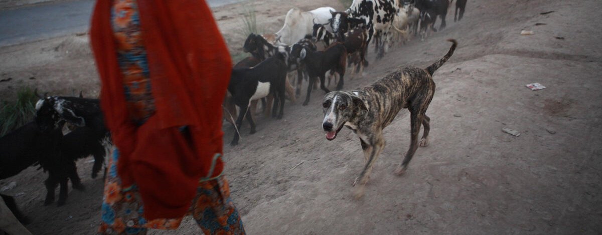 Global Webinar on Rabies — Speaker