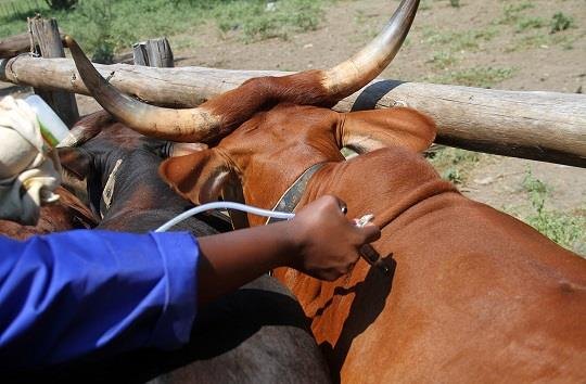 Tanzania evaluates One Health interventions used during anthrax outbreak responses